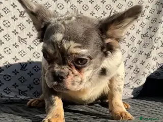 French Bulldog dogs ✨ Enchanted Frenchie Puppies Ready Now! ✨ - Advert 7