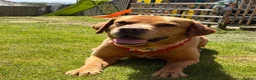 Labrador Retriever dogs for sale: Labrador Rehoming  - Advert 2