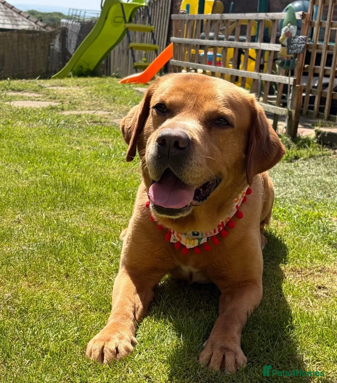 Labrador Retriever dogs for sale: Labrador Rehoming  - Advert 2