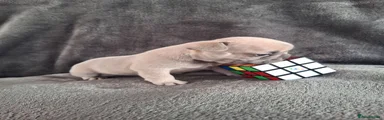 French Bulldog 2