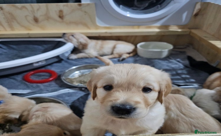 Golden Retriever dogs - Advert 2