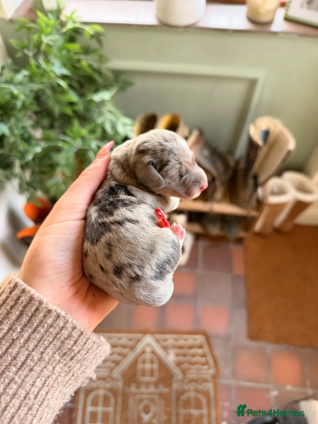 Miniature Dachshund dogs for sale: Exceptional mini dachshunds creams dapples  - Advert 6