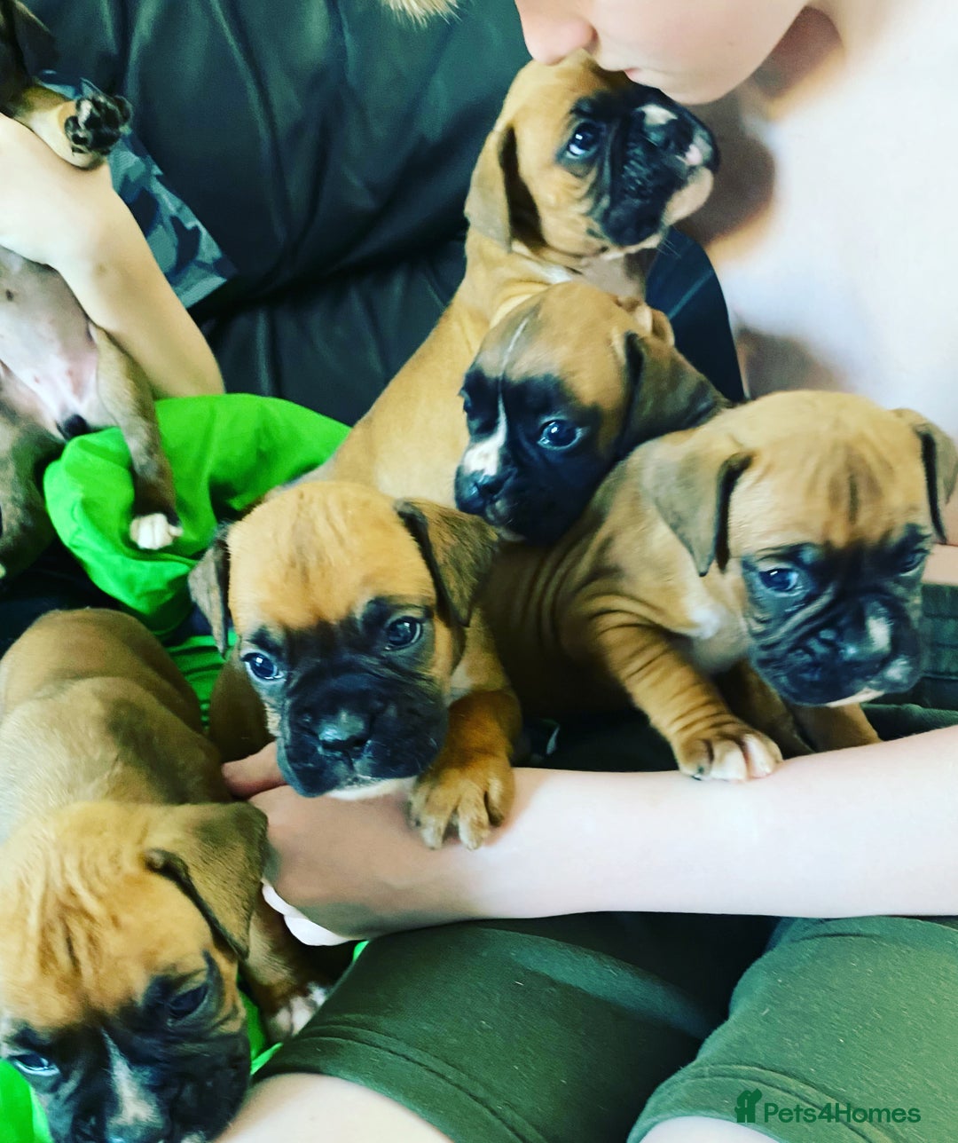 Boxer dogs for sale: 27 Champion bloodline boxers due 14th October  - Image 2