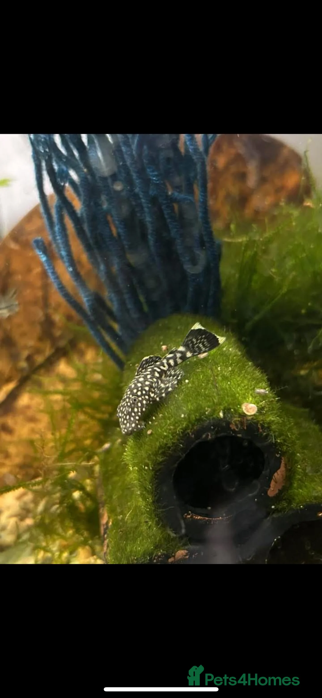 Shrimps fish for sale: Cherry shrimp, bristlenose plecos, assasin snails  - Advert 3