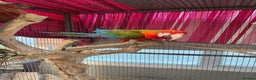 Macaws birds for sale: Tropicana x Jubilee pair of Macaws  - Advert 8
