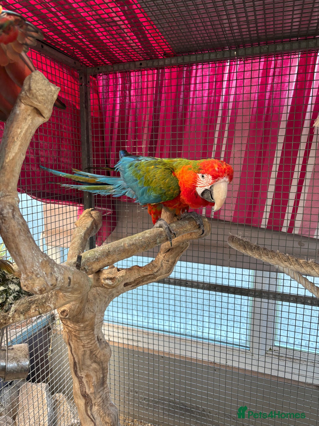 Macaws birds for sale: Tropicana x Jubilee pair of Macaws  - Advert 8