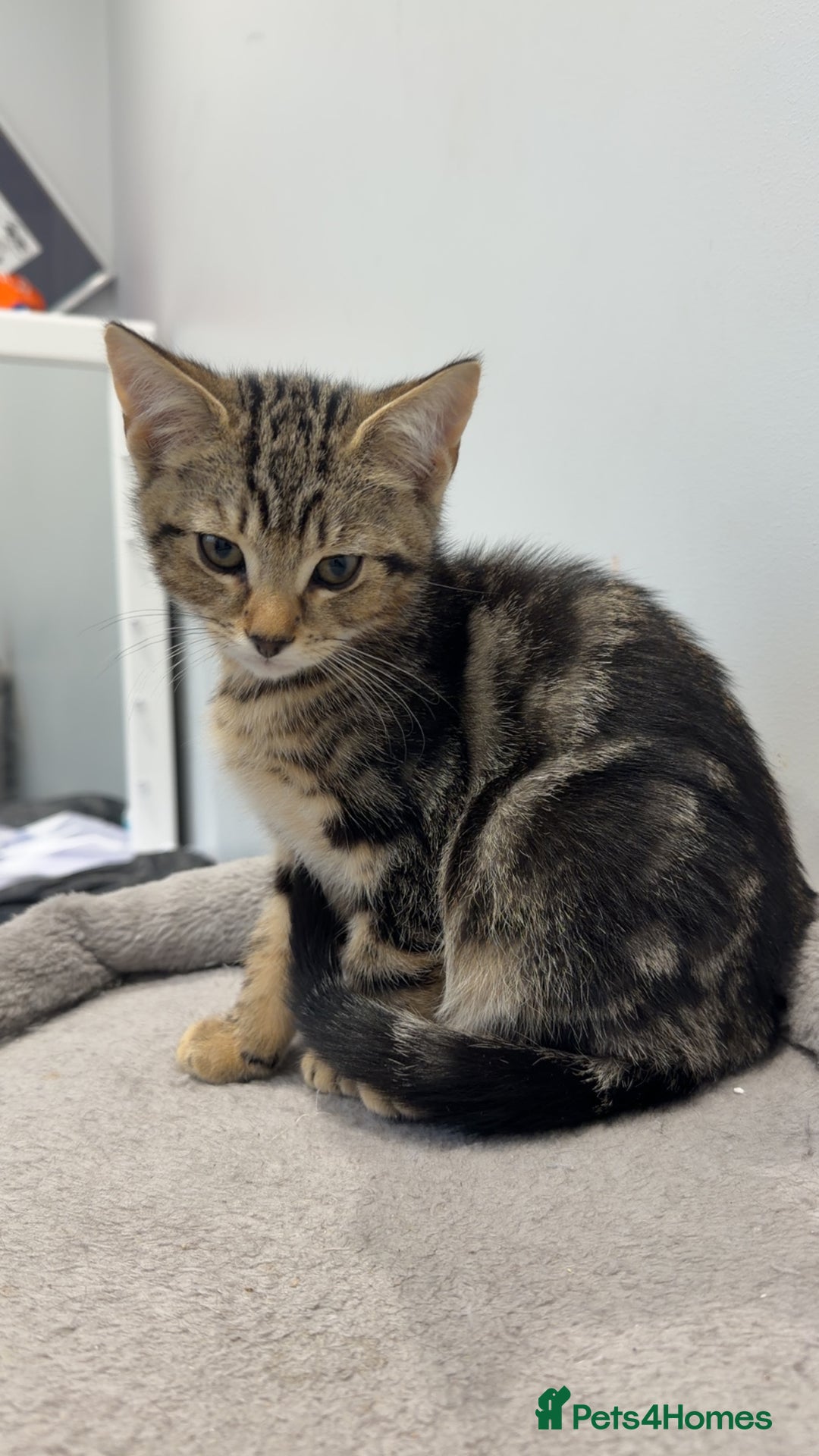 Mixed Breed cats for sale: 4 gorgeous little boys  - Advert 6