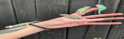 Chameleon reptiles for sale: Yemen Chameleon Babies, Normals & Pieds - Advert 2