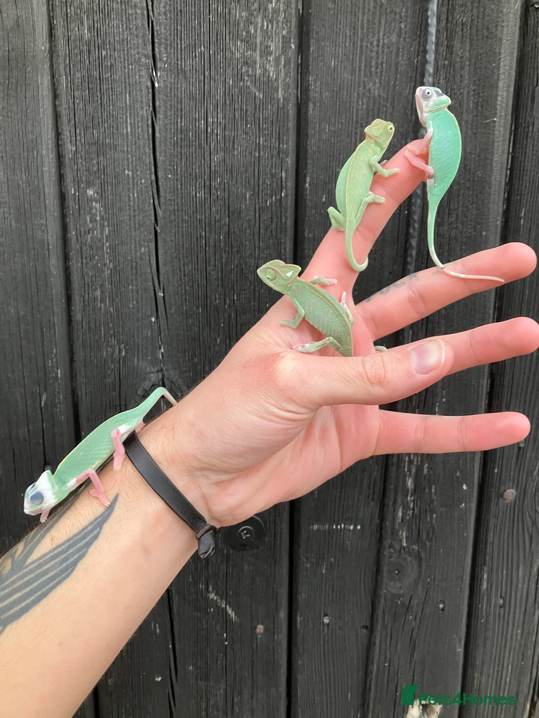 Chameleon reptiles for sale: Yemen Chameleon Babies, Normals & Pieds - Advert 2