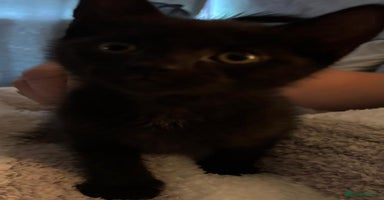 Mixed Breed cats - Advert 14