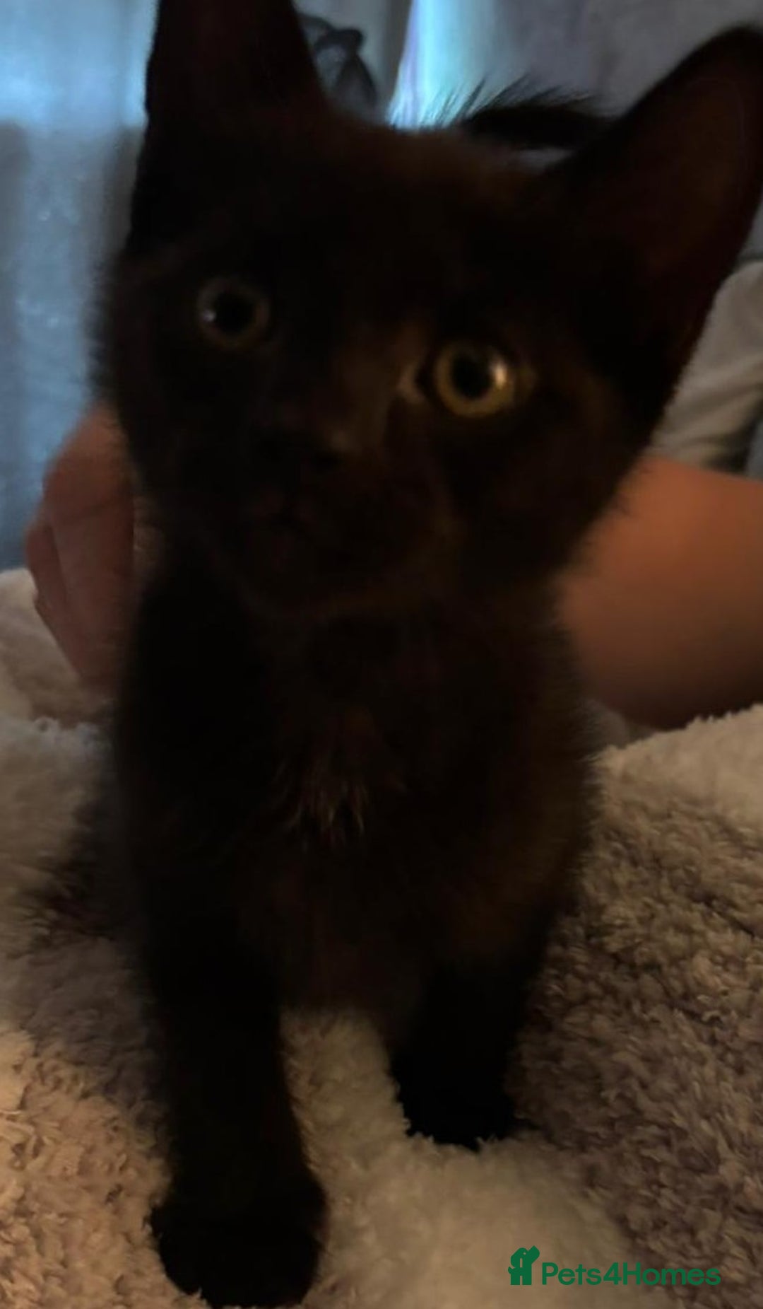Mixed Breed cats for sale: 4 male kittens for sale - Image 2