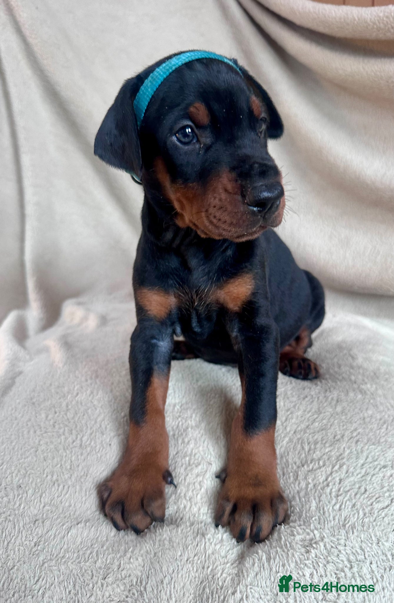 Dobermann dogs Health tested European puppies  - Advert 1