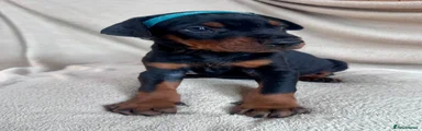 Dark blue collar Black and Tan male 