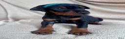 Dobermann dogs for sale: Health tested European puppies  - Advert 1