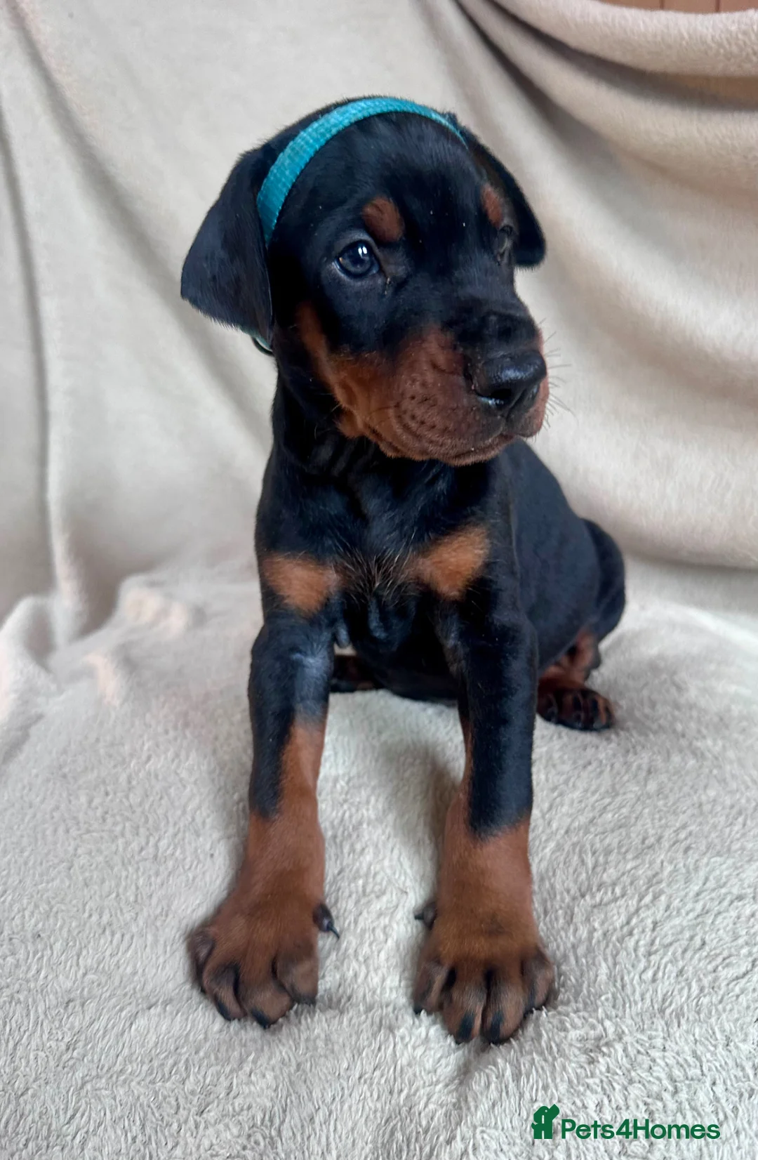 Dobermann dogs for sale: Health tested European puppies  - Advert 1
