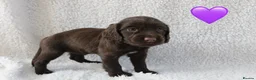 Sprocker dogs for sale: Beautiful Sprocker Spaniel puppies  - Advert 5