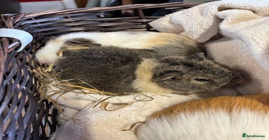Guinea Pig rodents - Advert 13