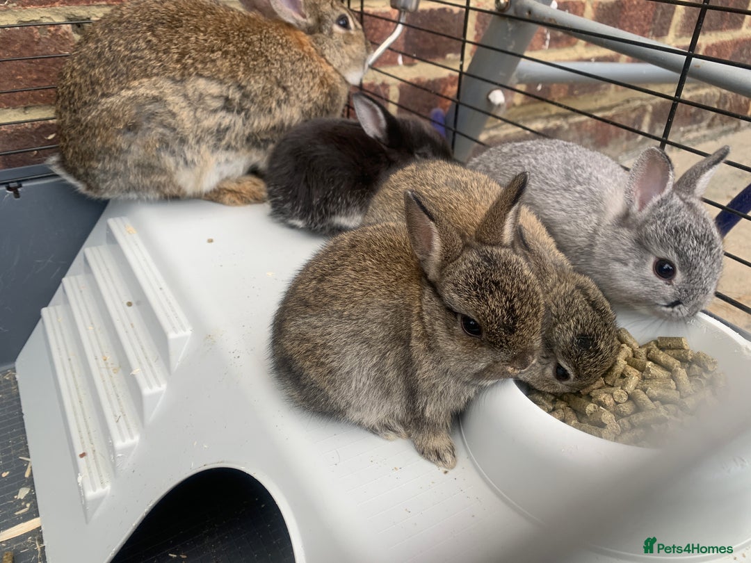 Netherland Dwarf rabbits for sale: Gorgeous Netherland Dwarf Rabbits - Available now - Image 2