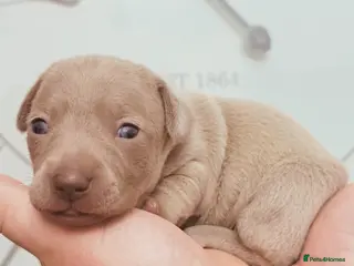 Chiweenie dogs 3 beautiful baby Chiweenie girls ready early March - Advert 18