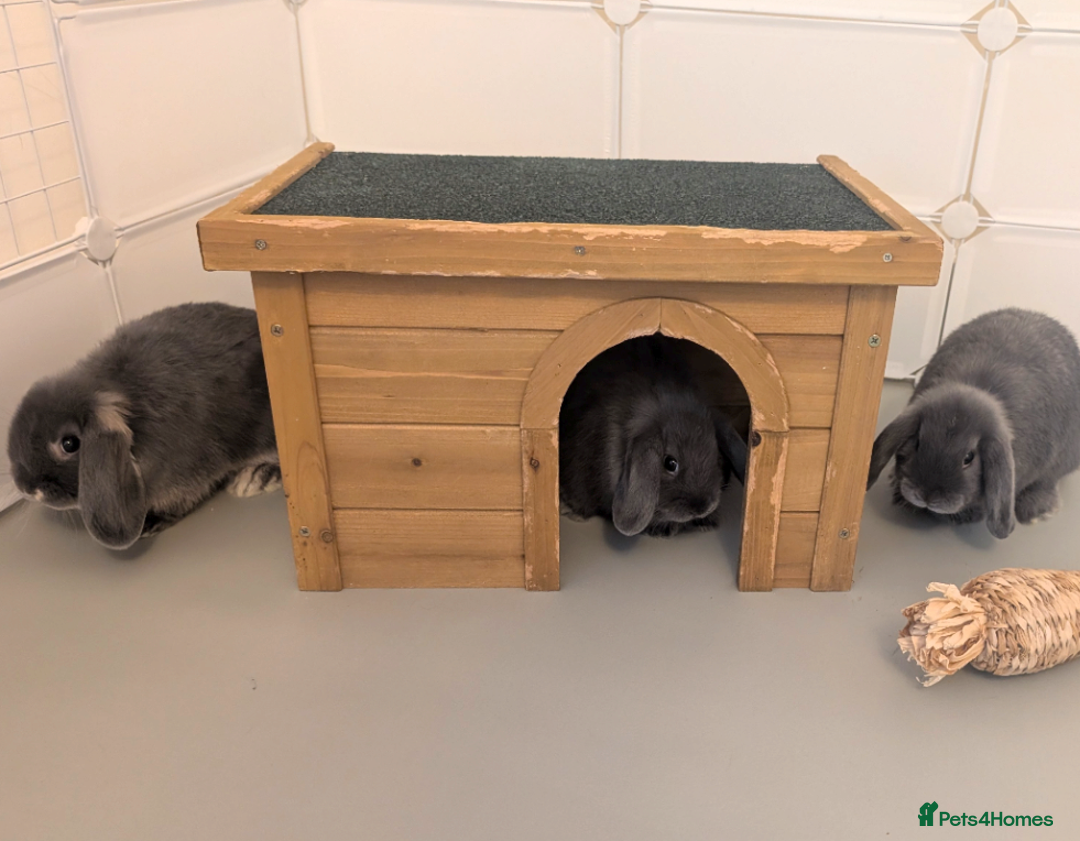 Mini Lop rabbits for sale: Mini loop - Advert 2