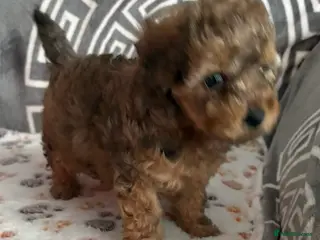 Cockapoo dogs Miniature Cockapoos - Advert 3