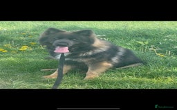 German Shepherd dogs for sale: BIG, CHUNKY German Shepherds! - Image 6