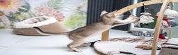 Abyssinian cats for sale: SILVER ABYSSINIAN-Winston-Rare and Exceptional  - Advert 9