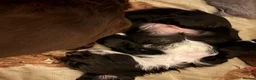 Cocker Spaniel dogs for sale: Working Coker spaniels ready for new homes  - Advert 7