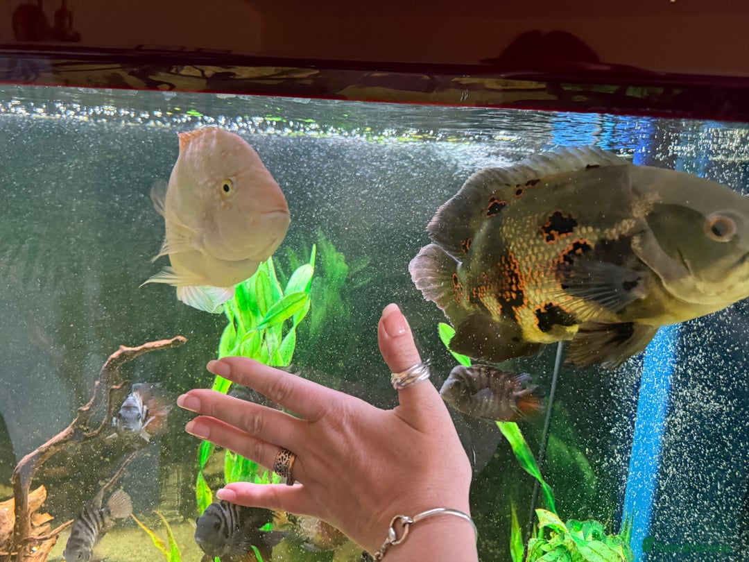 Cichlids fish for sale: Beautiful Oscar & Red Terror Cichlids 8-9inches - Image 7