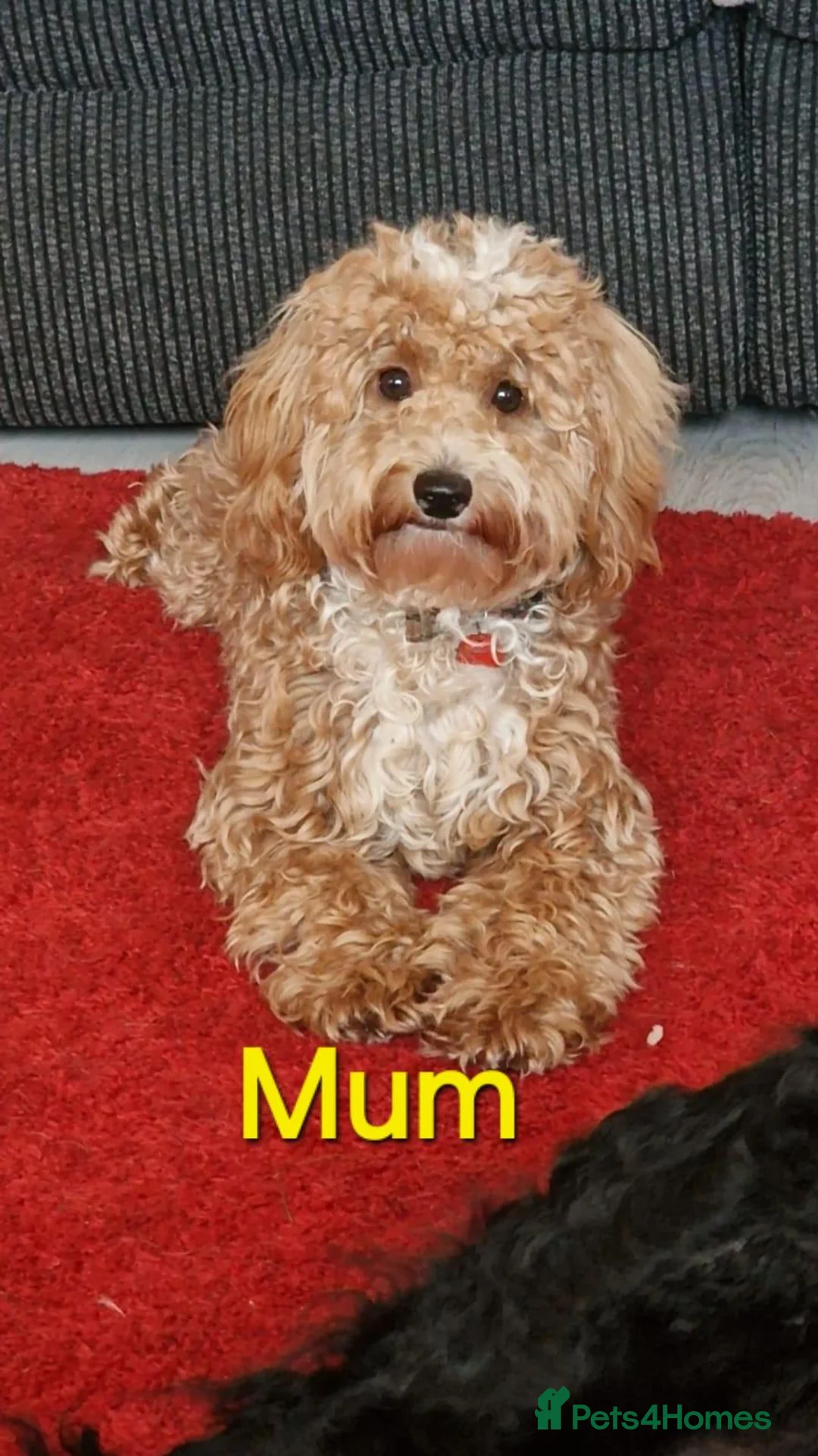 Cockapoo dogs for sale: Miniature cockapoo  in Bathgate - Advert 2