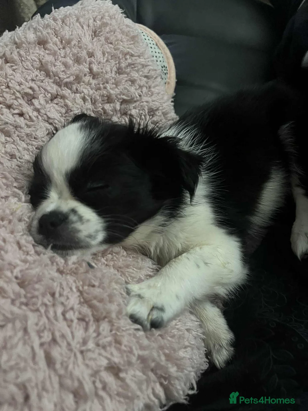 Chug dogs for sale: Chug Puppy for Sale Best of Litter (Longhaired) - Advert 3