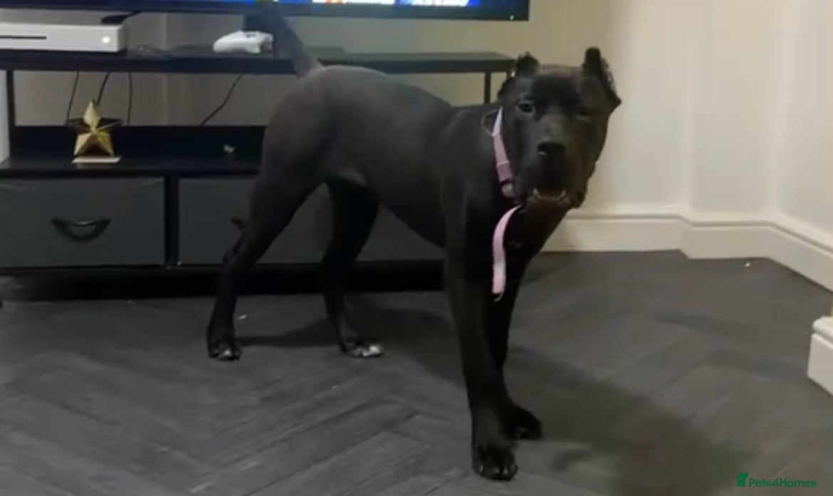 German Shepherd dogs Presa Canario 6 Month Old Female Puppy - Advert 3