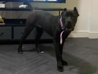 German Shepherd dogs Presa Canario 6 Month Old Female Puppy - Advert 14