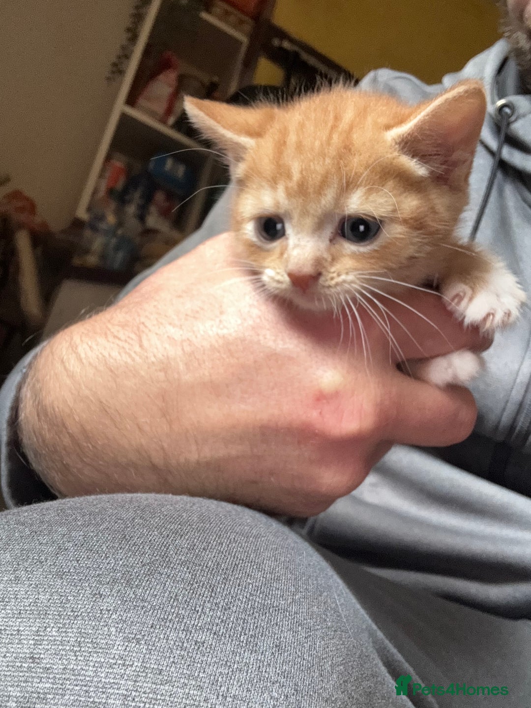 Mixed Breed cats for sale: Stunning litter of 4 - Image 18