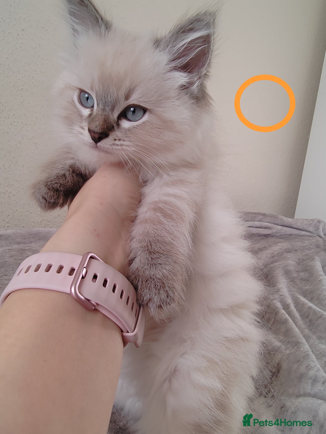 Ragdoll cats for sale: Gorgeous lot of Siberian and Ragdoll mix kittens  - Advert 6