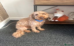 Cavapoo dogs for sale: Cavapoo 3 year old male  - Image 2