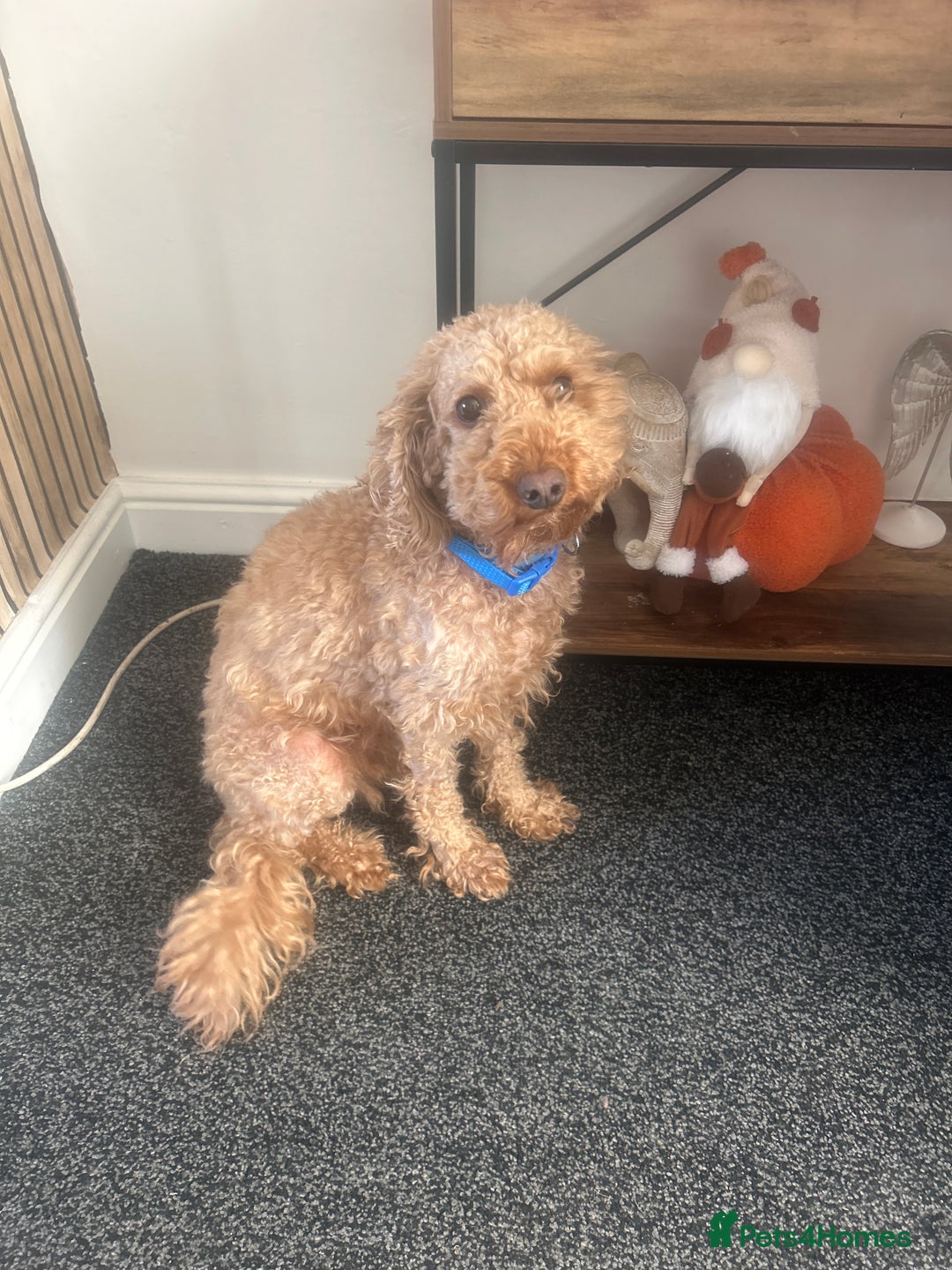 Cavapoo dogs for sale: Cavapoo 3 year old male  - Image 2