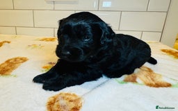 Labradoodle dogs for sale: Chunky Labradoodle Babies 🐾🐾🐾 - Image 11