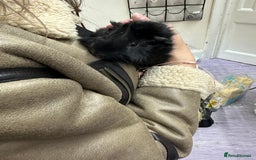 Guinea Pig rodents for sale: looking for a good home! - Image 6
