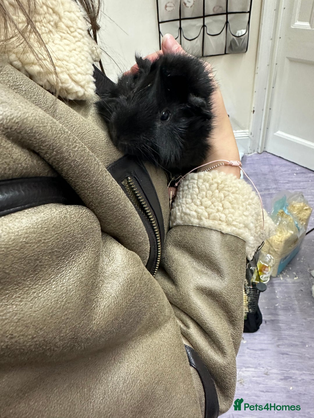 Guinea Pig rodents for sale: looking for a good home! - Image 6
