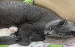 British Shorthair cats for sale: British shorthair kittens - Image 18
