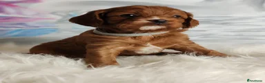 Cavapoo 6