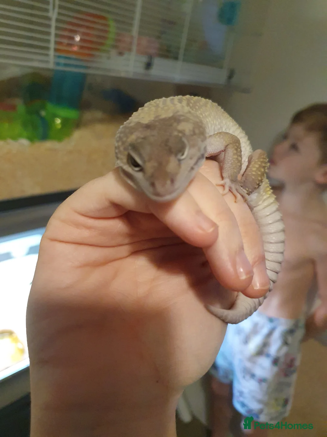 Gecko reptiles for sale: Gecko and full set up  - Advert 8