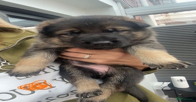German Shepherd dogs - Advert 4