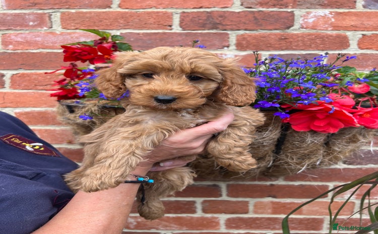 Cockapoo dogs - Advert 9