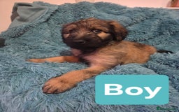 Labradoodle dogs for sale: READY NOW: Labradoodle pups (only black ones left) - Image 3