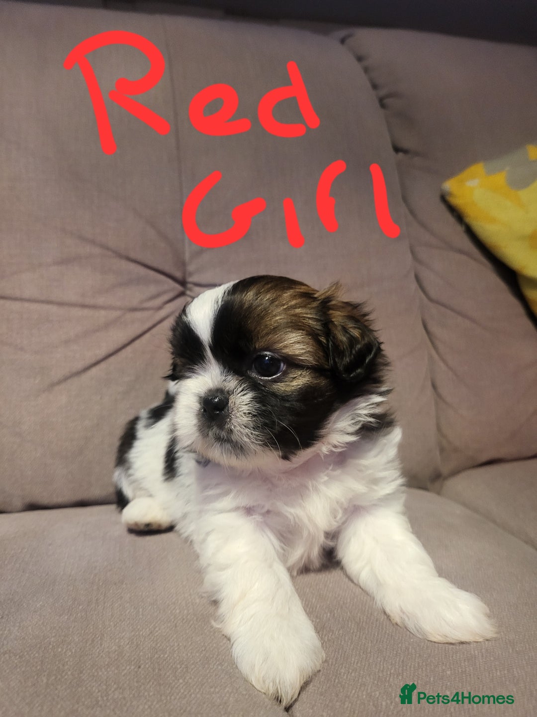 Shih Tzu dogs for sale: Shih tzu puppies - Advert 1