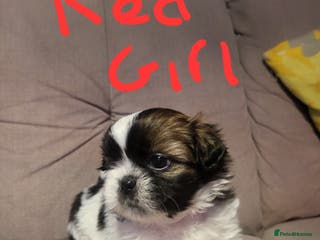 Shih Tzu dogs Shih tzu puppies - Advert 1