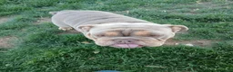 English Bulldog dogs for sale: Kc registered english bulldog - Advert 4
