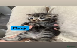 Domestic Shorthair cats for sale: Kittens - Image 2